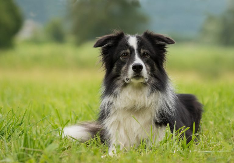 Hüttenurlaub mit Hund